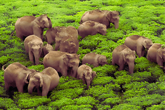 Exploring Assam Black Tea from Tenzing Bodosa Garden: The World’s First Elephant-Friendly Tea - Chelsea Tea Company Limited