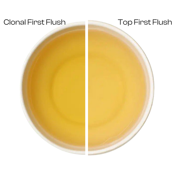 Organic Himalayan First Flush Twin Pack