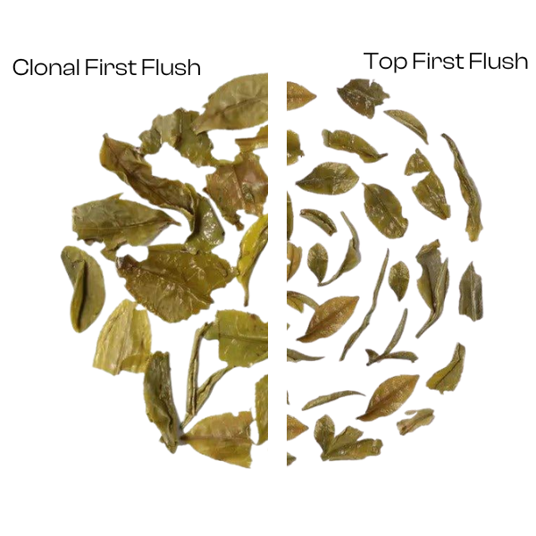 Organic Himalayan First Flush Twin Pack