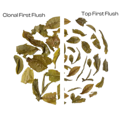 Organic Himalayan First Flush Twin Pack