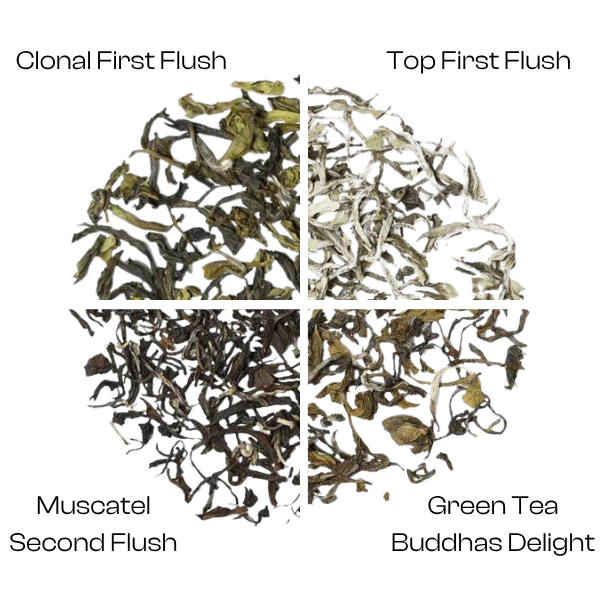 Darjeeling Royal Tea Collection