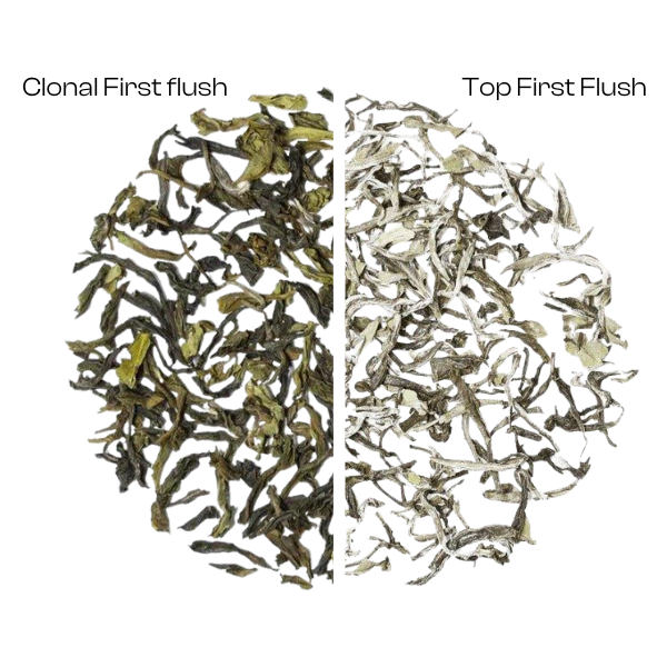 Organic Himalayan First Flush Twin Pack