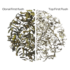 Organic Himalayan First Flush Twin Pack
