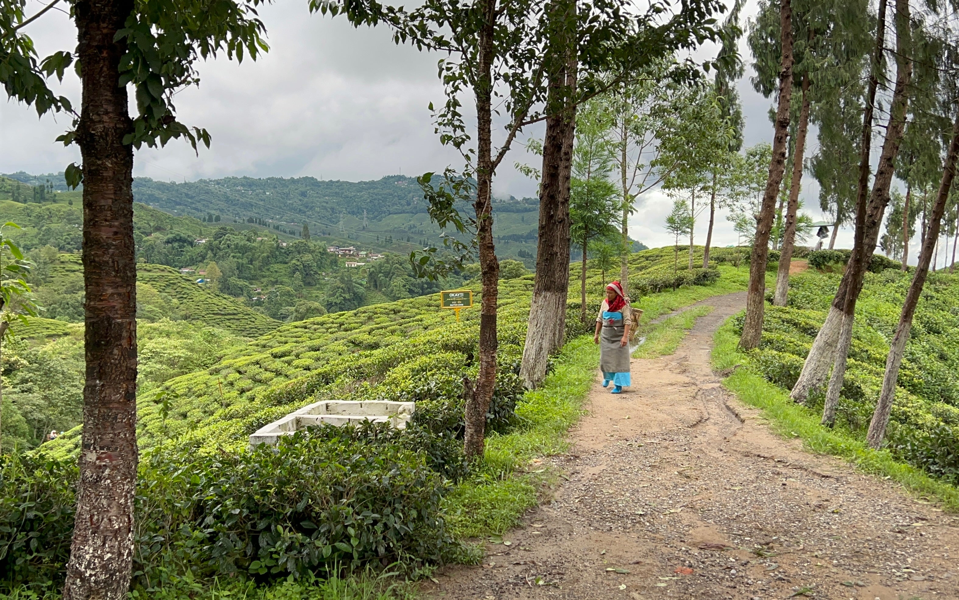 Chelsea Tea Company Limited