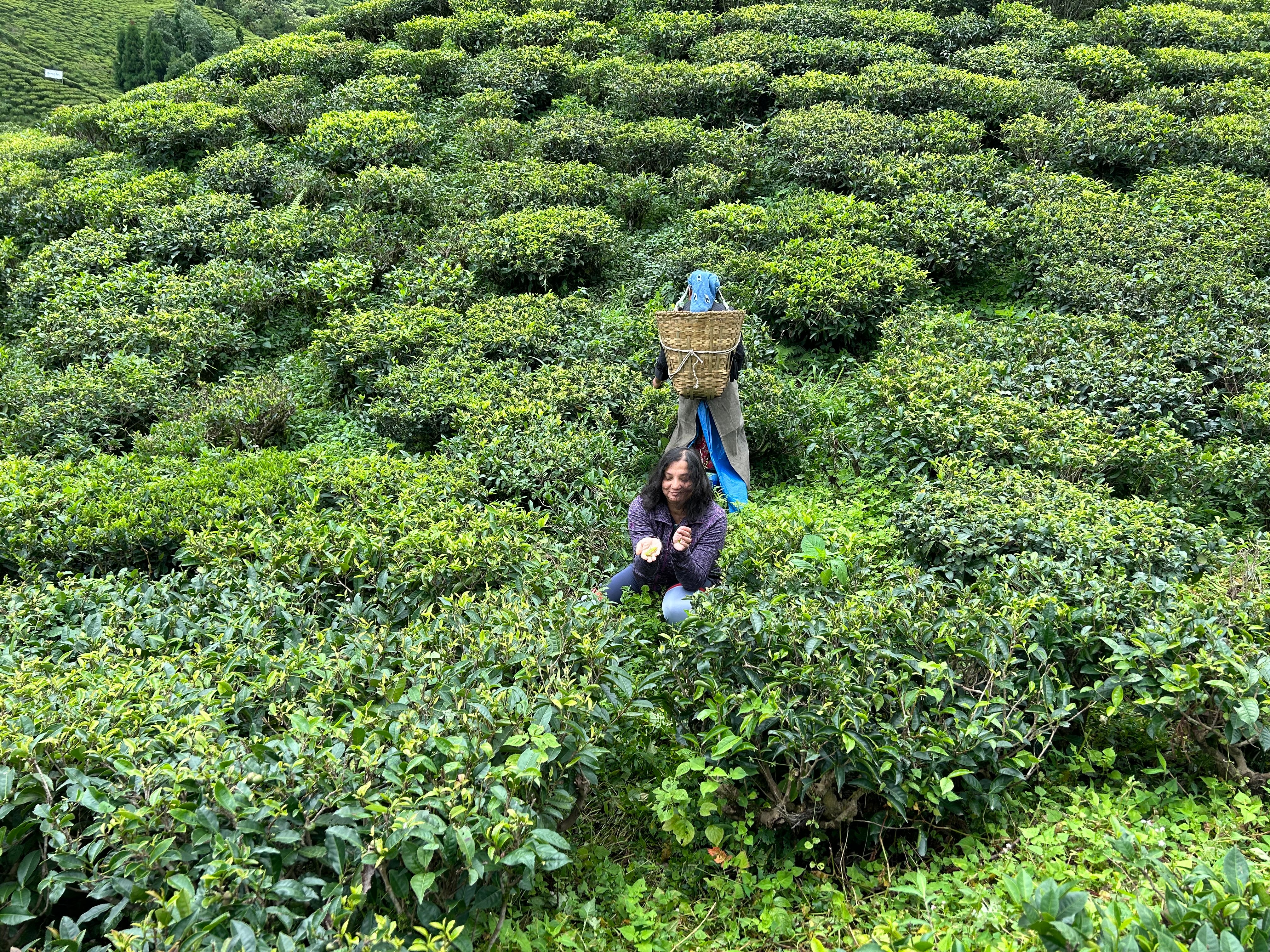 Chelsea Tea Company Limited